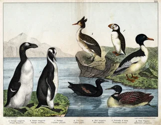 a:コモン・ゴールドフィッシュ（Mergus merganser）、b：コモン・グレイブ（Podiceps cristatus）、c:コモン・ルーン（Colimbus glacialis）、d:ブラックギョリュウ(Cephis grylle)、グレートピンゴイン(Alca impennis)、f：パフィン(Fratercula artica)、g：ロイヤルペンギン(Aptenodydydye pa