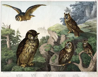 a:金色のフクロウ（Bubo ignavus）、b：フロッテ（猫ふんじゃった）（Asio shell）、c:ワイルドフクロウ（Syrnium aluco）、d:フクロウ（Strix flammea）、e:フクロウ(Athene noctua)-「鳥類の自然史」Hoepli編、ミラノ