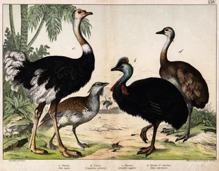 a:グランス・ビスタード（Otis tarda）、b：カソア（Casarius galeatus）、c:アフリカダチョウ（Struthio camelus）、d:ナンドン（Rhea Americana） -Hoepli編「オイデアルの自然史」（ミラノ）より