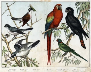 a:グレイ・グリエッチ（Lanius excubitor）、b：ノーザン・グリエッチ（Lanius collurio）、c:ピンクブレスト・グリコ（Lanius linor）、d:レッドアラ（Ara macao）、e:Alexandria Parrot (Palaeornis Alexandria), f: Banksian Cacatoes (Calyptorynchus banksii) - 「Natural History of