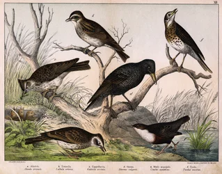 a:オオヒバリ（Alauda arvensis）、b：ルリヒバリ（Lullula arborea）、c:カッペラッチア（Galerita cristata）、d:サンソネット・ムクドリ（Sturnus Vulgaris）、e:カモ（Cinclus aquaticus）、f：ツグミ（Turdus musicus） - 「鳥類の自然史」（Hoepli編、ミラノ）より