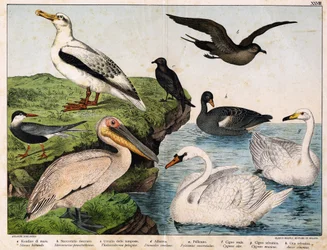 a:ウミツバメ（Sterna hirundo）、b：ミドリシジミ（Stercorarius pomatorhinus）、c:嵐の鳥（Thalassidroma pelagica）、d:アルバトロス（Diomedea exulans）、e:ペリカン(Pelecanus onocratalus)、f:ロイヤルコハクチョウ（Cygnus olor）、g：ワイルドコハクチョウ（Cygnus Musicus）、h:ウィ