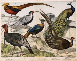 a: ギンケイ（Euplocamus nycthemerus）、b: キンケイ（Thaumalea picta）、c: オオホロホロチョウ（Argus giganteus）、d: インドクジャク（Pavo cristatus）、e: Lophophorus impeyanus、f: シチメンチョウ（Meleagris gallo-pavo）、『鳥類博物誌』、編者 Hoe
