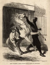 サン・ルイ（サン・ルイ）のセネガル人スパヒ（騎兵）。1868年にフルリオット・ド・ラングル副提督が行ったアフリカ沿岸のクルーズを説明するためのエングレーヴィングで、1872年にエドゥアール・シャルトンが編集した「Le tour du monde」に掲載されている。