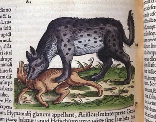 犬を襲うハイエナ（Konrad Gesner著「Historiae animalium, Tiguri」より