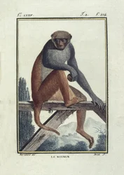 BUFON, Georges-Louis Leclerc, count of (1707-1788).アカゲザル。"Histoire naturelle, generalale et particular "の挿絵。