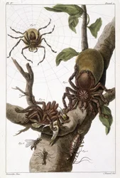 植物図版: 1) グアバとイモムシの繭の上のスリナムのクモ 2) ハチドリを食べる同じクモ、ゆえにAranea avicularia Linnという名 3) リンネウスのクモ狩り、スリナム 4) スリナムのアリ 5) このアリの若虫 6) 有翅アリ - 「This q? It is more」所収