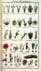 ボタニカルボード。スウェーデンの博物学者、カール・フォン・リンネ（1707-1778）による植物の分類を「" Compendium Botanices Systematis Linnean "」で紹介。版
