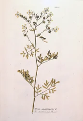 植物板：Rue officinale（Ruta graveolens）。J.J.Plenck著「Icons Plantarum medicinalium」（ウィーン、オーストリア）にて