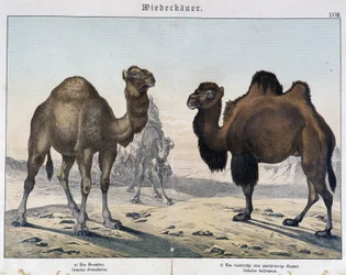 ドロメダリーとラクダ - "Natural histories of mammals", ed.シュライバー、ミュンヘン