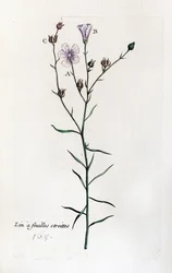 乾燥葉亜麻