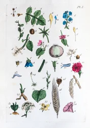 Flora Parisiensisの図とその名前の初歩的な表