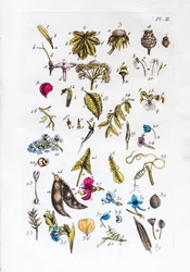 Flora Parisiensisの図とその名前の初歩的な表