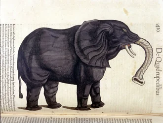 コンラッド・ゲスナー著『Historia Animalium』の象、ティグリ1560年。Braidense国立図書館。ミラノ