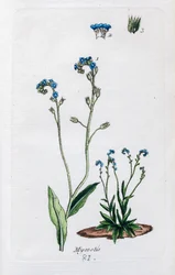 忘れな草