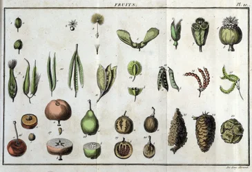 果物：「Flora Françoise（フランスに自生するすべての植物の簡単な説明）」の中で、「医学における最小限の等閑視された美徳と芸術における有用性を引用した新しい分析方法に従って配列されている。