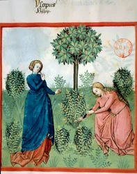 ヒソップを手に入れる。二人の女性がヒソップ（薬草・芳香植物）の枝を切っている。Tacuinum sanitatis "のミニチュア。イブン・ブトラン著「Taqwim es siha」（フォリオ30）、v.1445-1451。Paris, BN.