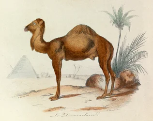 ビュフォン全集』の挿絵：四足獣ドロメデール（エングレーヴィング）