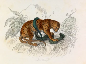 ビュフォン全集』の挿絵：四足獣：オンス（エングレーヴィング）