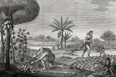 コロンビアのオレノケ盆地で土地を耕す先住民たち。1780年に描かれた版画