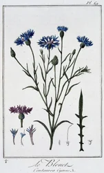 ヤグルマギク（Centaurea Cyanus）...J.C.フィリベール著「商人のための植物学演習」（Imprimerie de Crapelet, Paris）に掲載。