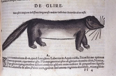 コンラッド・ゲスナー(1516-1565)の『Historia Animalium』に登場するヤマネ、Tiguri