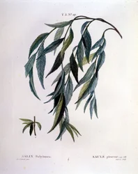 シダレヤナギ（Salix babylonica）の葉。