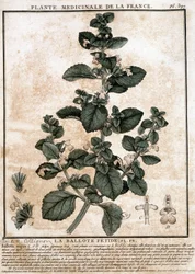 フランスの薬用植物：フェティッド・ベロッテ。