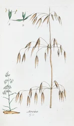 オート麦
