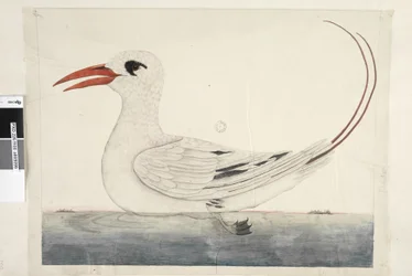 100ページ。フェートンレッド、尾のネッタイチョウPhaethon rubricauda、1791-92