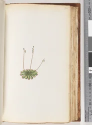 105ページ。碑文なし。正体不明の植物