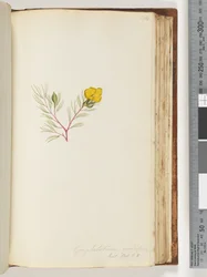 ページ134。Gompholobiumgrandlflorum- Exot。ホット。私。 5