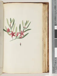 138ページ。無名の顕花植物と昆虫