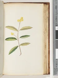 140ページ。正体不明の花、1794年10月