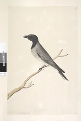14ページ。Ceblephyris。別の手で8月の上のタイトル。自然なサイズのリトルカッコウ、モズ？コラシナロブスタ、1791-92
