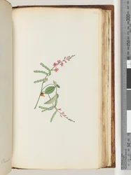 186ページ。顕花植物、クリーパー