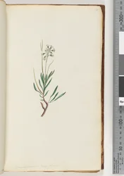 18ページ。Conospermumlongifolium長い、葉のConeseeds