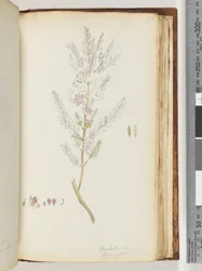 ページ190.Melaleuca thymifolia -タイムハニー、マートル