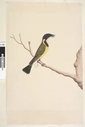 ページ19. 4月。ナチュラルサイズキバラモズヒタキPachycephalapectoralis、オス、1791-92
