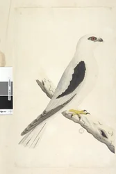 第1頁。ハヤブサ、8月に目撃。左下に別筆で「8月、実物大」。クロオビトビ Elanus axillaris Elanus notatus、1791-92年
