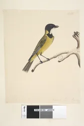 20ページ。自然なサイズ。 4月キバラモズヒタキPachycephalapectoralis、オス、1791-92