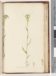 ページ215.Pterostylis op - green