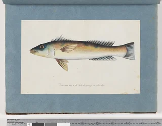 21ページ。正体不明の魚