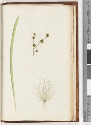 ページ234a。 1-4未確認の植物