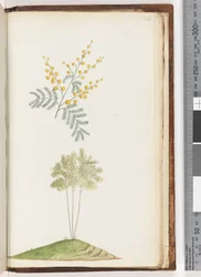 ページ243。名前のない顕花植物