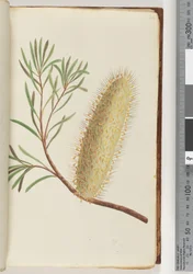 24ページ。名前のない顕花植物