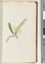 28ページ。顕花植物、「クリーパー」