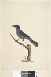 29ページ。ブラックバードノーフォーク島ブラックバード？ Aplonis fuscus、男性、1791-92