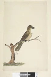 30ページ....？ノーフォーク島ブラックバード？ Aplonis fuscus、女性、1791-92