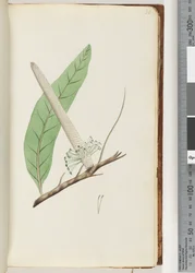 30ページ。バンクシアの植物